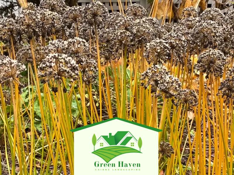 Seasonal Clean Up Cairns Garden QLD