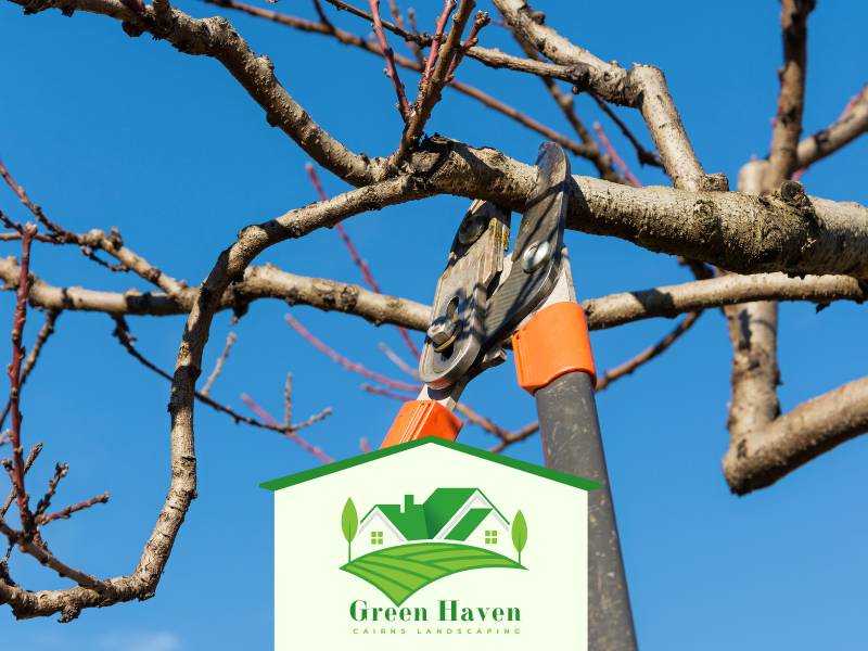 Shrub and Tree Garden Cairns Care QLD