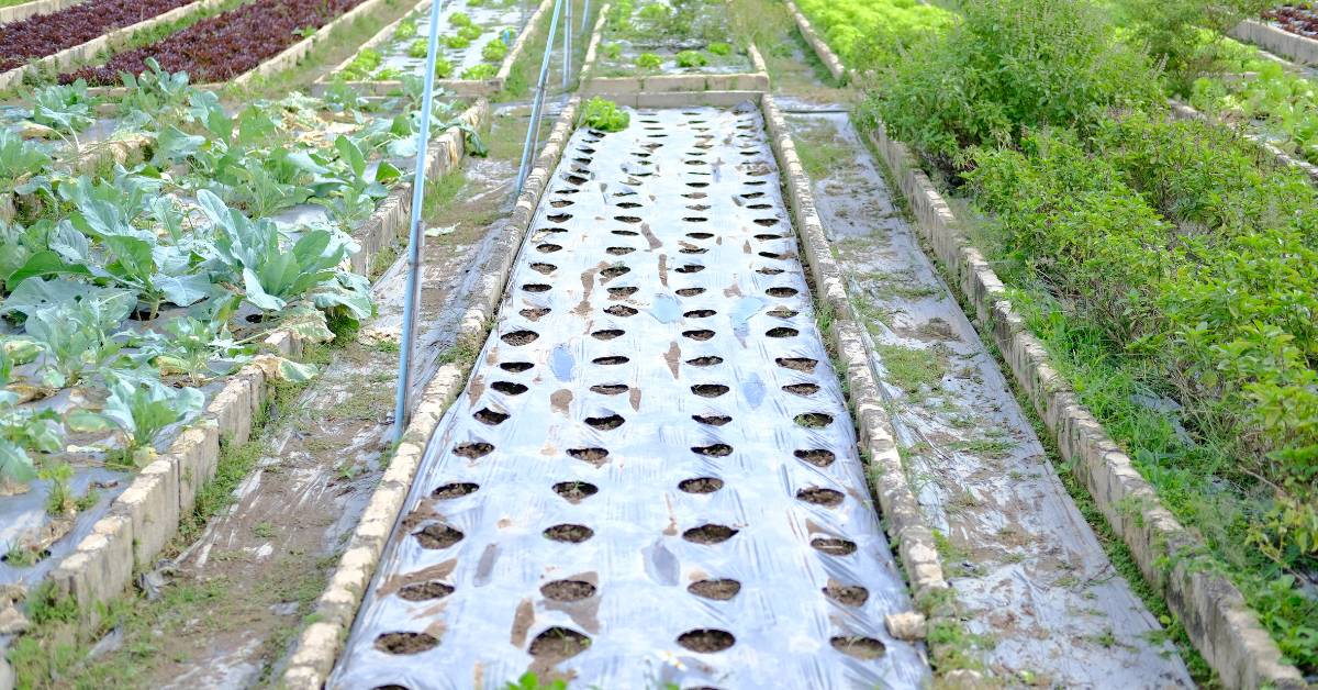 The Benefits of Mulching Cairns uk