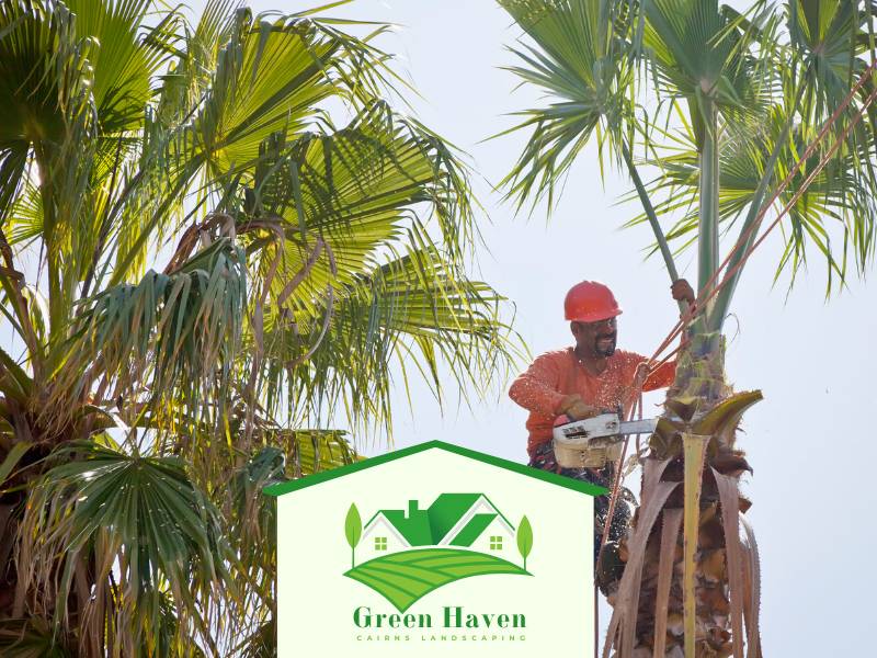 Tree and Shrub Care Cairns Garden QLD