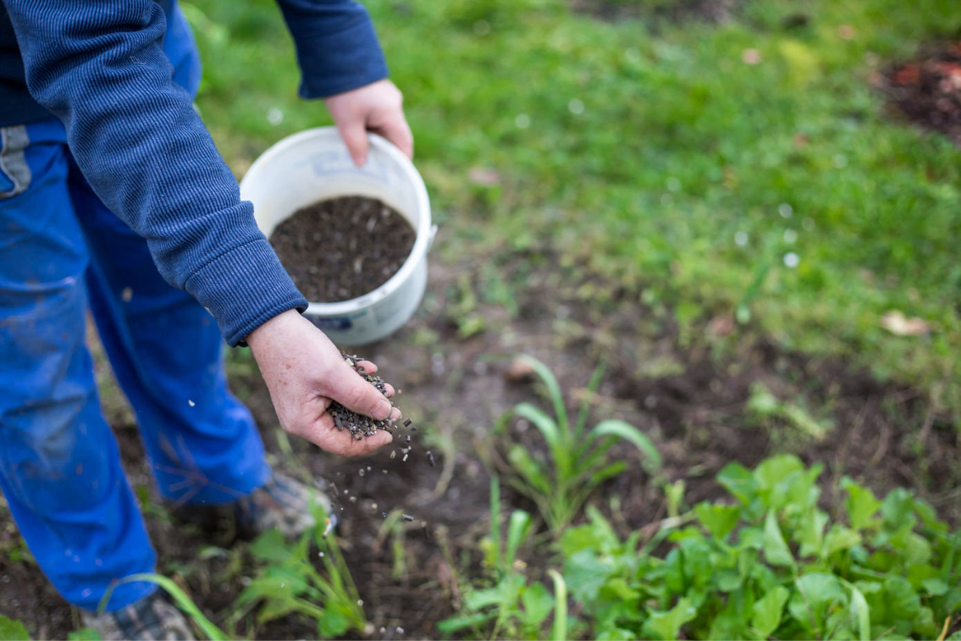 Fertilizing and the time for small garden